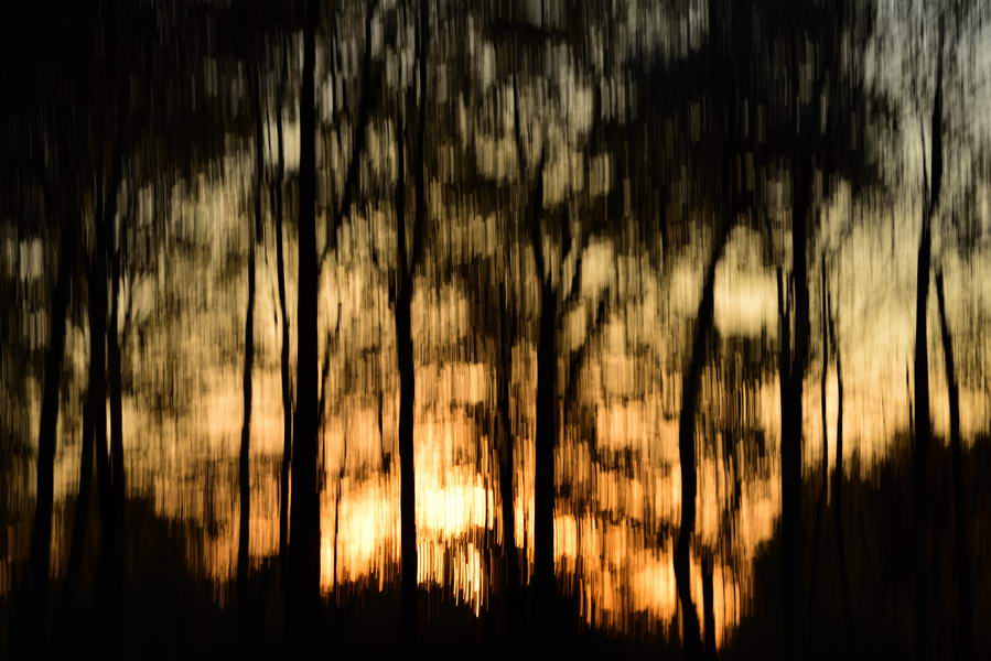 Heath forest at sunset