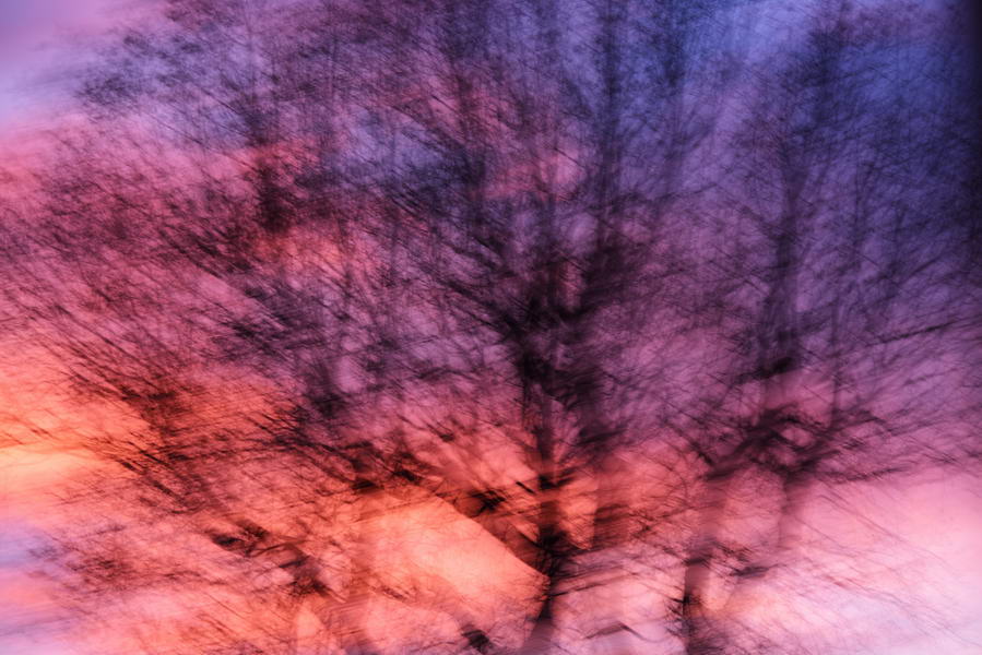 Oak at sunset
