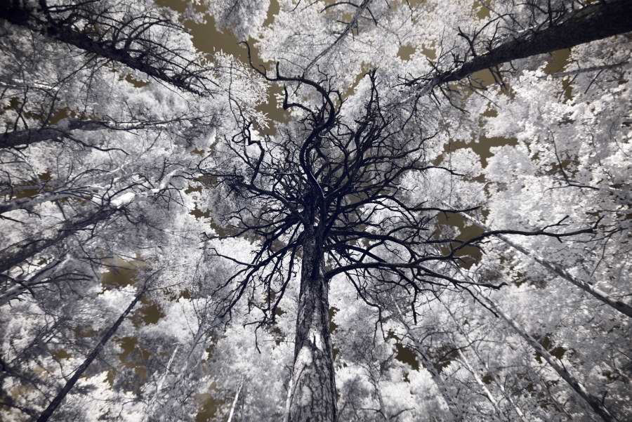 Pines in infrared