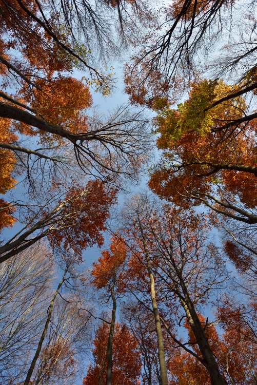 Beech mixed forest in autumn