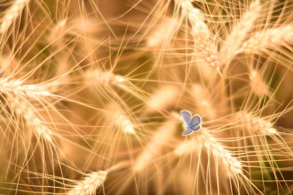 butterfly in graind field