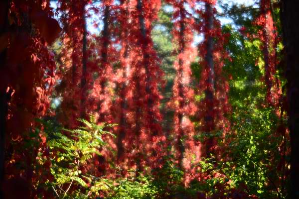 Five-leaved ivies