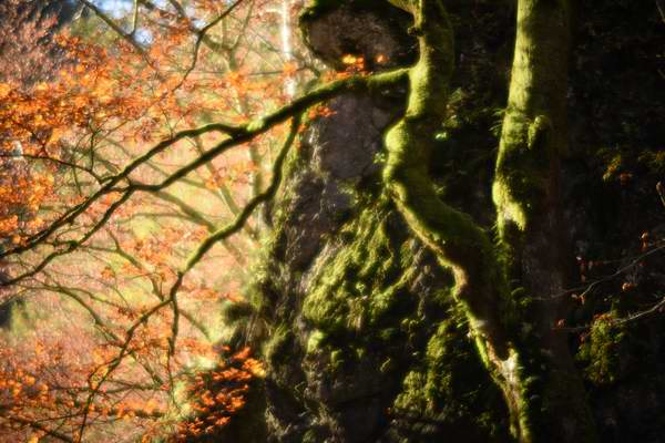 Bemooster Herbstwald