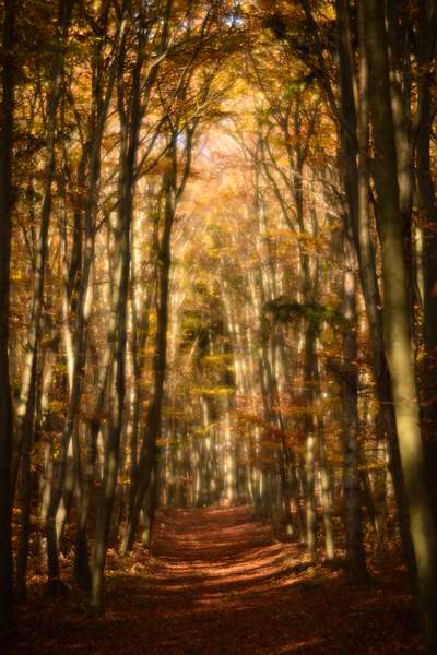 Herbstliche Buchenallee