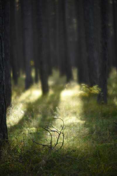 Schatten im Kiefernwald