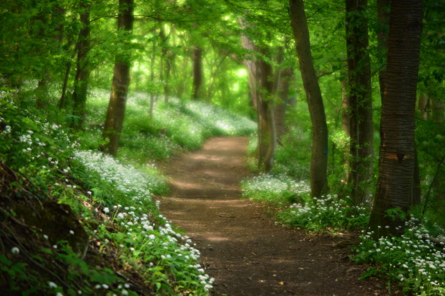 Trail in Helenental with blooming bear‘s garlic