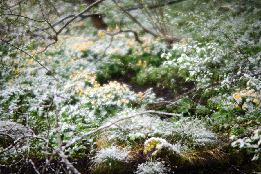 Kingcups in snow