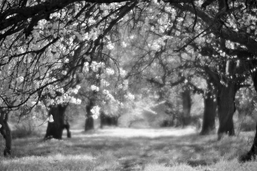 Blooming cherry trees in infrared