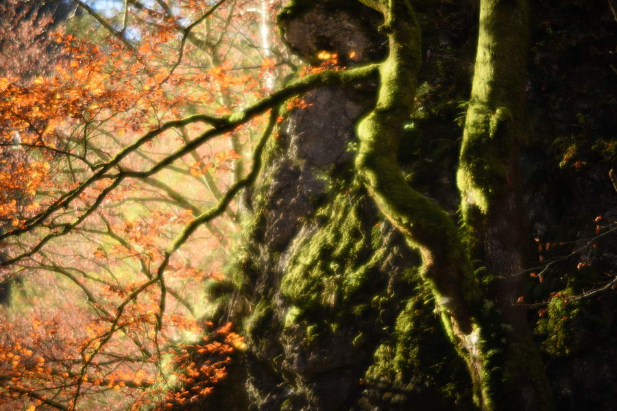 Autumn forest with moss