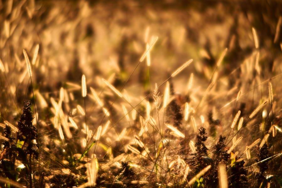 Foxtail grass