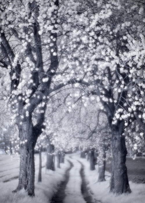 Blooming cherry tree avenue in infrared