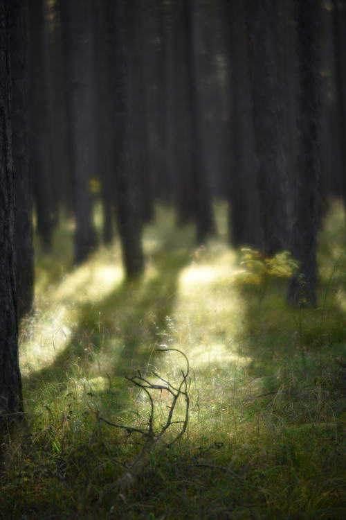 Schatten im Kiefernwald