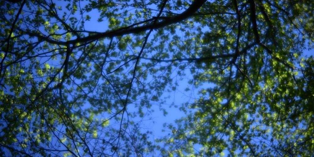 Beech branches in spring