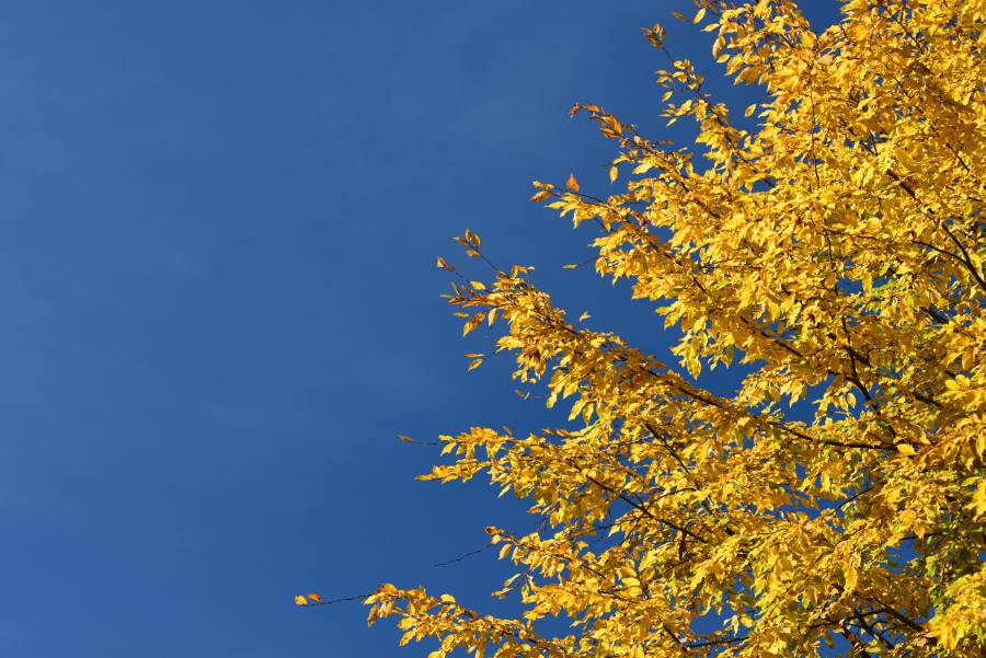 Blue sky, yellow foliage