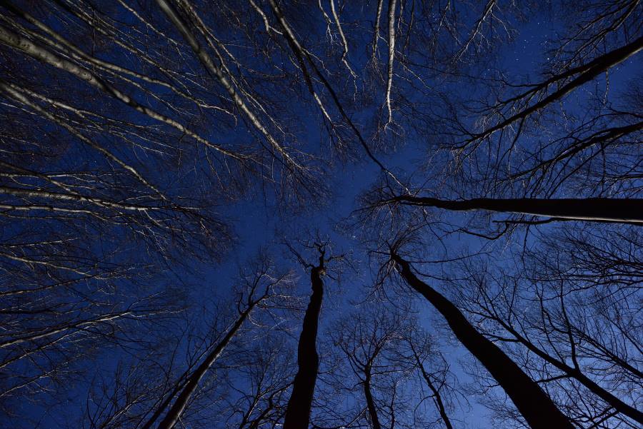Night sky in beech forest