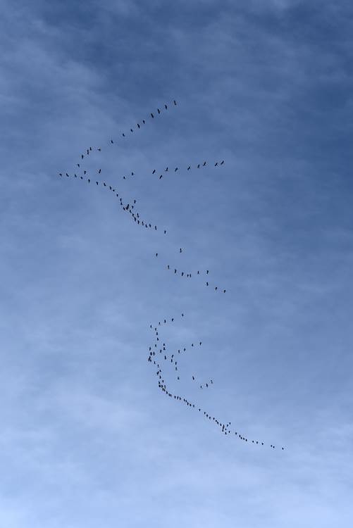 Greylag goose in formation