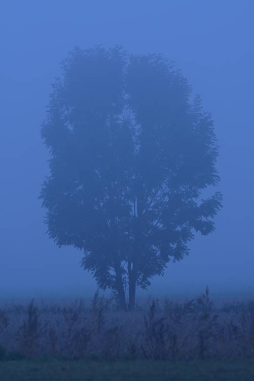 Nightfall in foggy field
