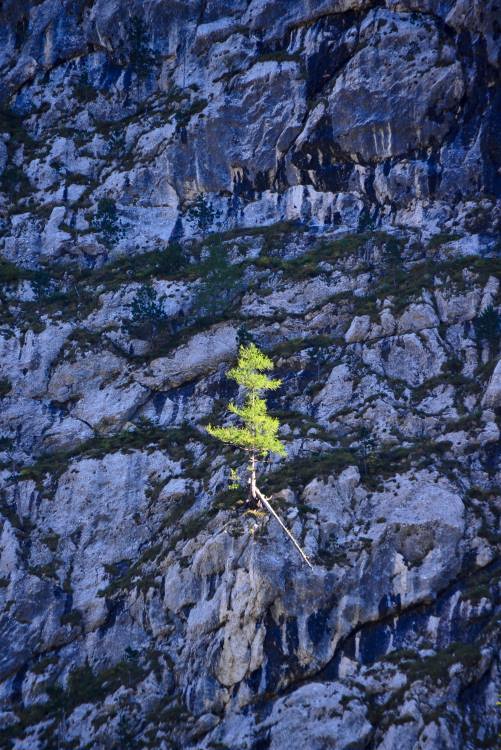 Larch in rock wall