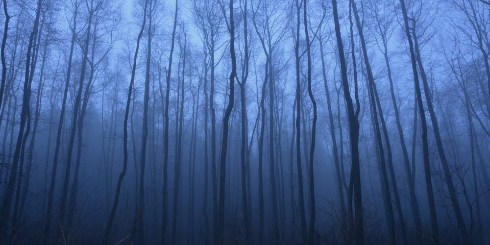 Alder forest in fog
