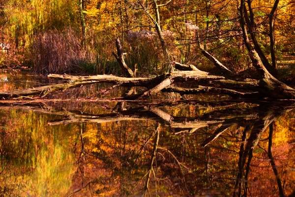 Spiegelung eines Baumstammes im Teich