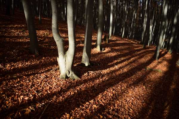 Fallen off beech forest with rusty brown leaves