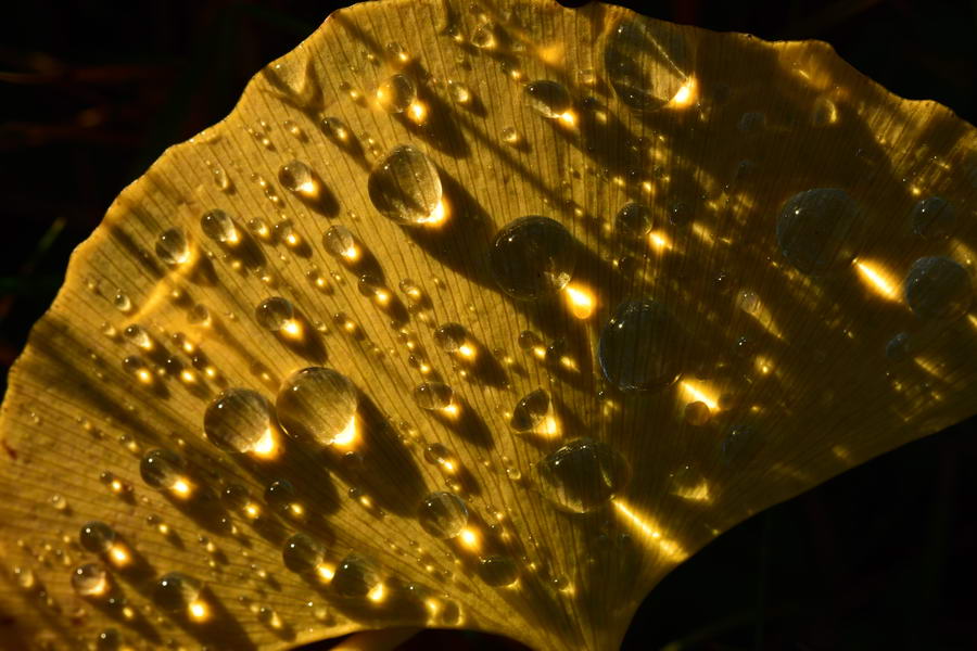 Yellow ginkgo leaf with raindrops
