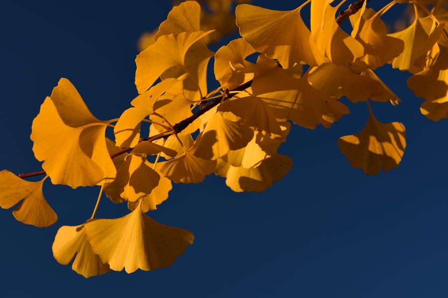 Yellow ginkgo leaves