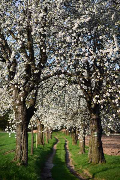 Blooming cherry tree avenue