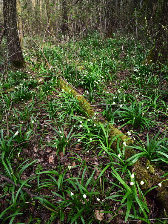 Blühende Frühlingsknoten im Erlenwald