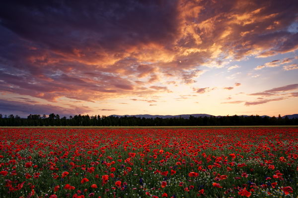 Poppy field after sunset