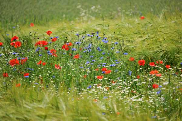 Meadow with summer flowers