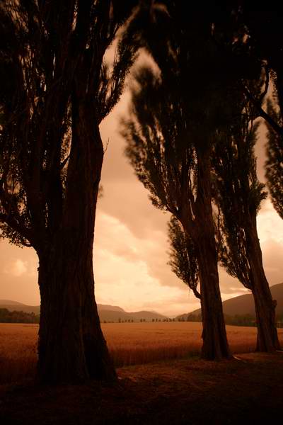 Poplars during summer thunderstorm