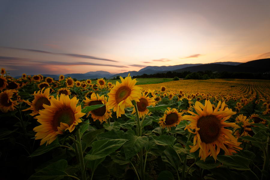 Sunflowers after sunset