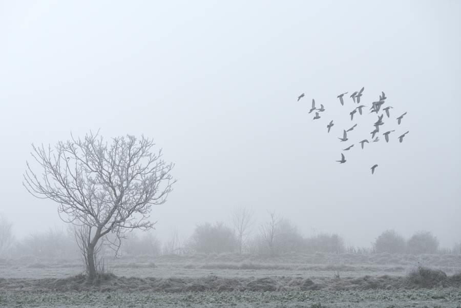 Krähen im nebeligen Feld