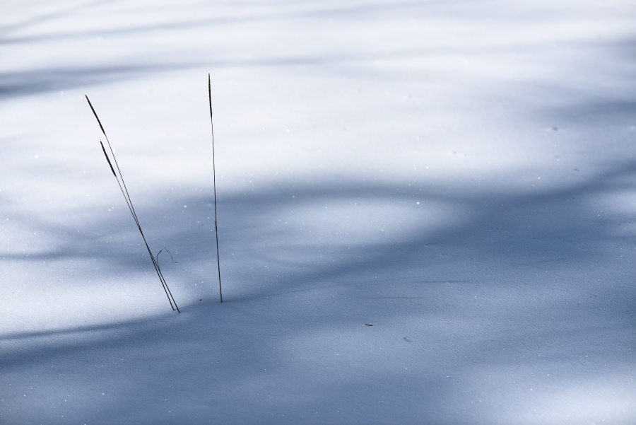 Gräser im schattigen Schnee