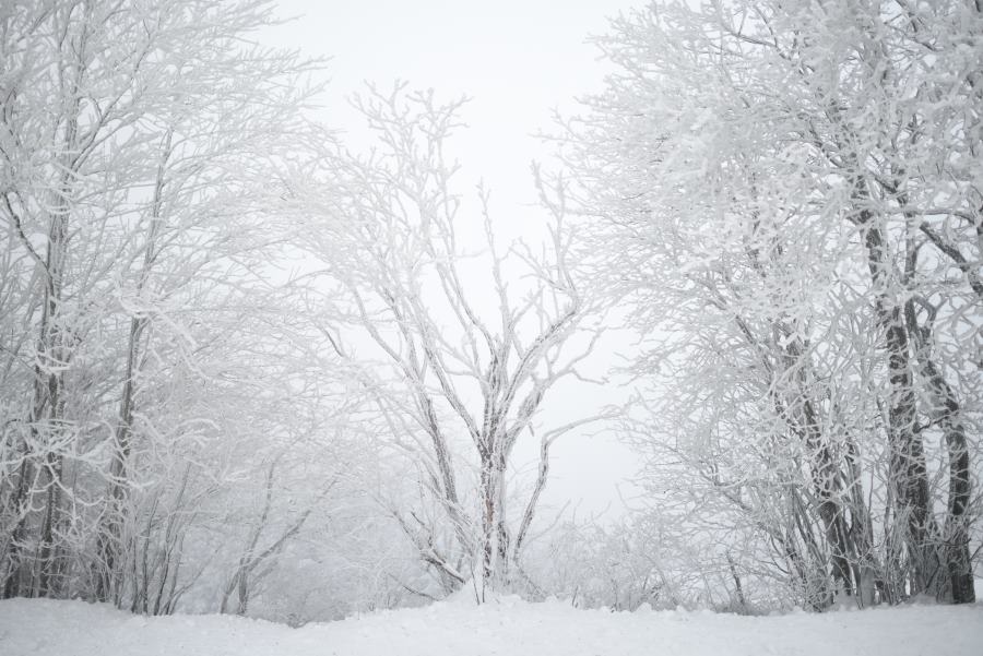 Frozen trees