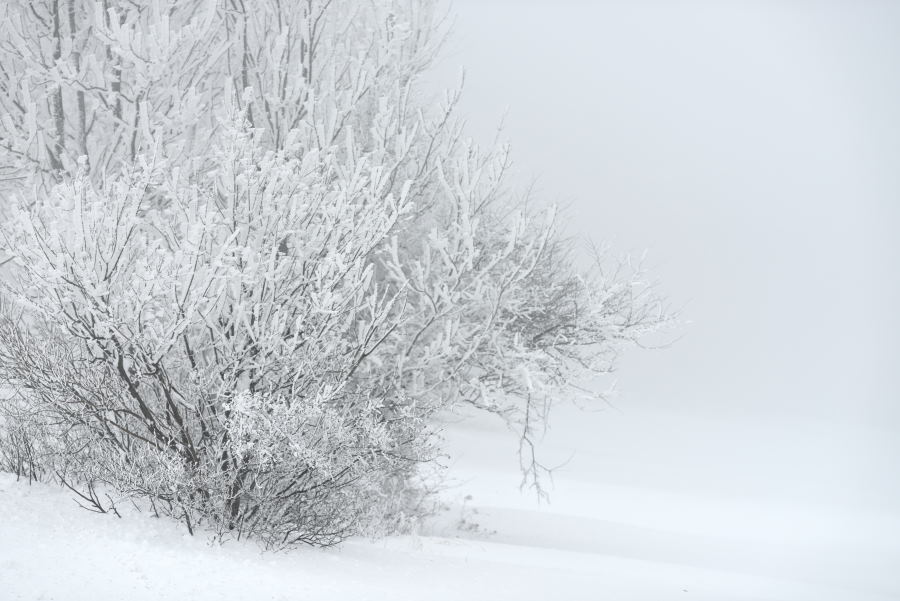 Frosty bushes