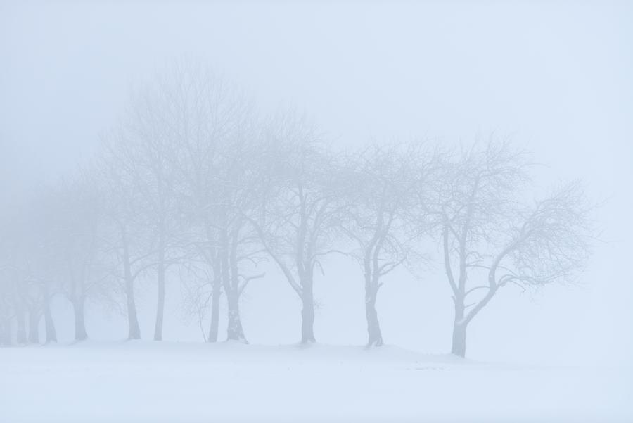 Kirschbäume bei Schneefall