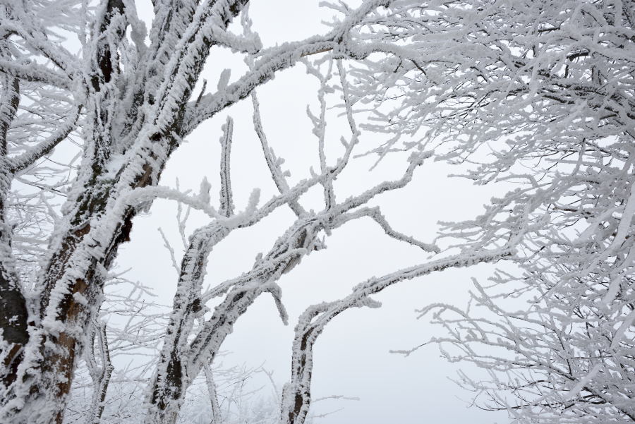 Frozen branches