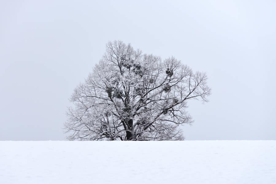 Lime tree in snow