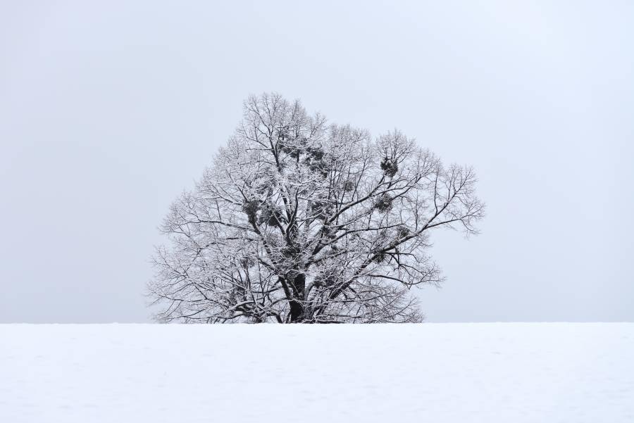 Linde im Schnee