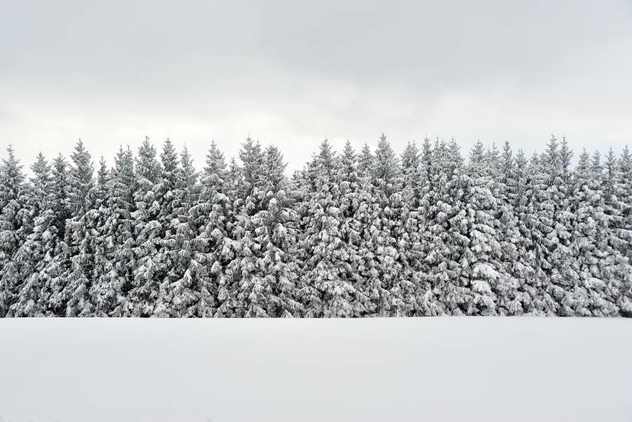 Angeschneiter Fichtenwald