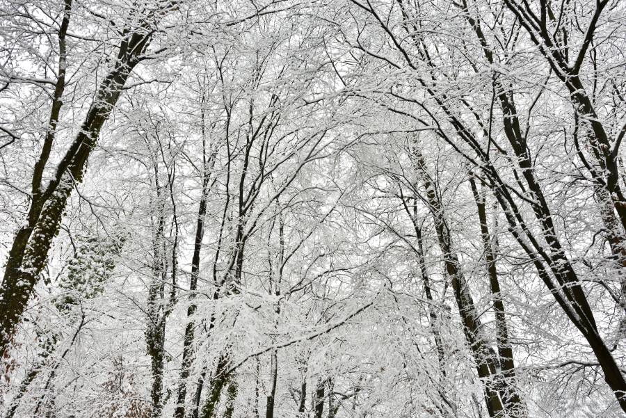 Beech Forest with snow