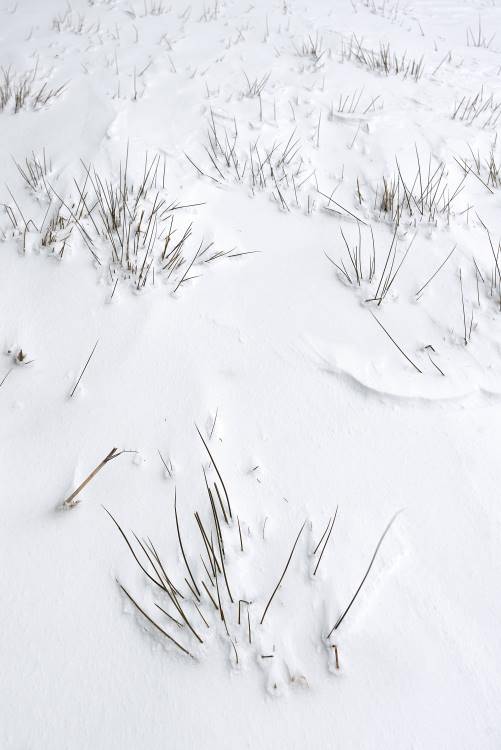 Grass in snow drift