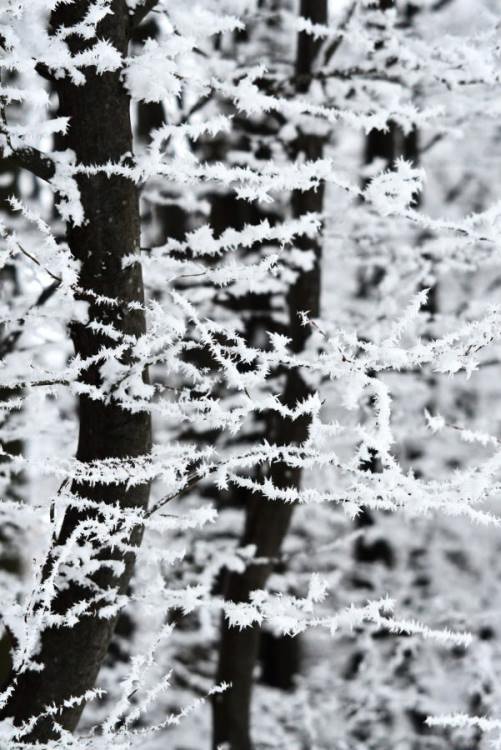 Frostige Buchenzweige