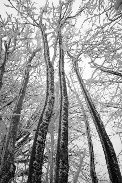 Frozen trees