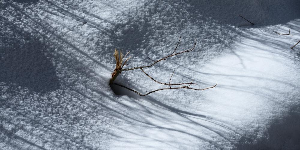 Broken bush in snow