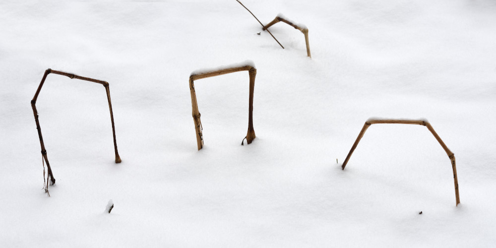 Asian knotweed in snow