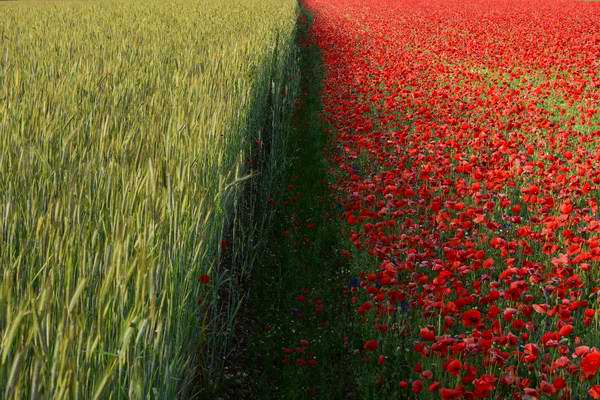 Edge between grain and poppy fields