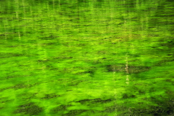Green algae in lake